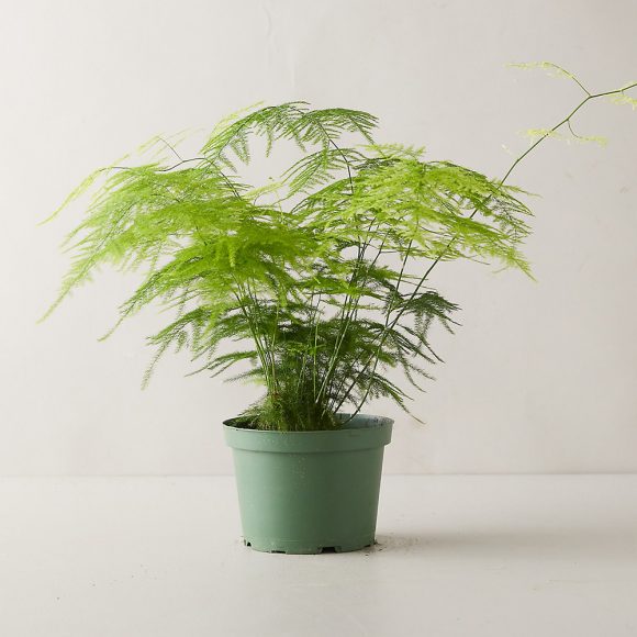 Photo of a delicate fern in a plain green planter, sitting on a pale off-white surface with a matching plain wall background.