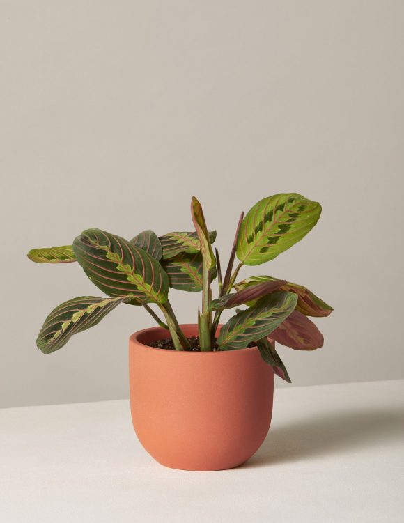 Photo of a plant with round dark and light-green leaves with red veins, in an orange ceramic pot, sitting on a light-colored surface with a nearly-matching wall background.