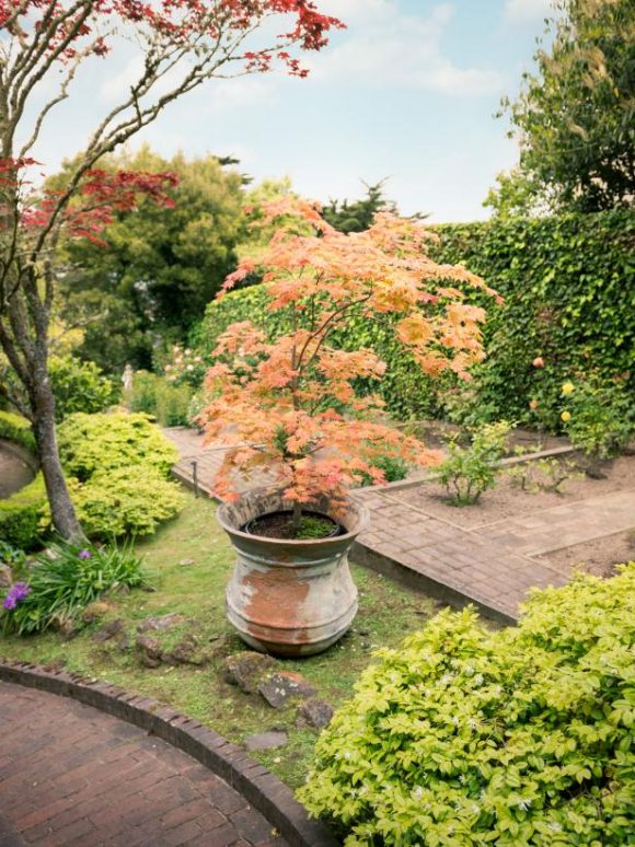 A beautiful fiery red Japanese maple sits in a potted urn alongside a garden pathway.