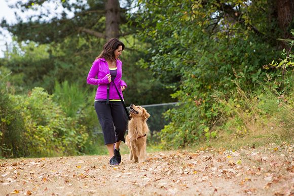 A woman dressed in bright purple jacket and black pants walks her Golden Retriever dog in the park.