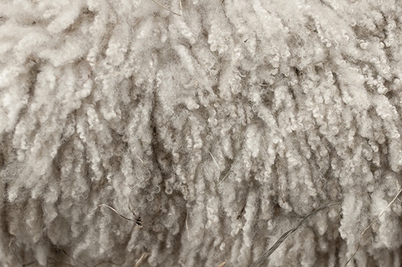 Photo of natural wool with a few strands of grass caught in the wool.