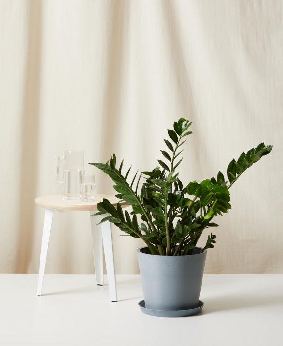 Photo of tan fabric backdrop featuring a ZZ plant in a grey planter on the light-colored floor, with a white and blond wood stool behind it, dressed with a clear pitcher and glass of water. The ZZ plant has oval-shaped dark green leaves.