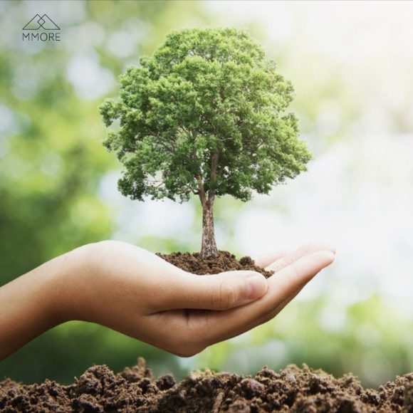 Image of a person's hand, holding a miniature version of a full-grown tree, above loose dirt.